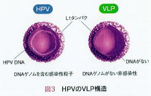HPVvaccine